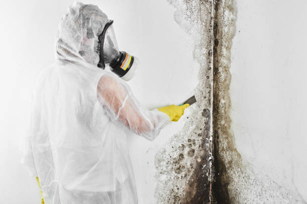 Professional Mold Remediation in Eldersburg, MD